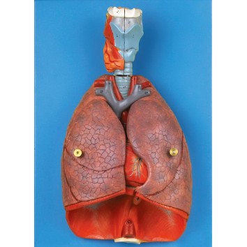 HUMAN THORACIC ORGANS (ANAT-MAGNIFIED MODEL OF LARYNX, HEART & LUNGS) (SOFT))